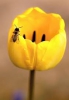 Tulipán